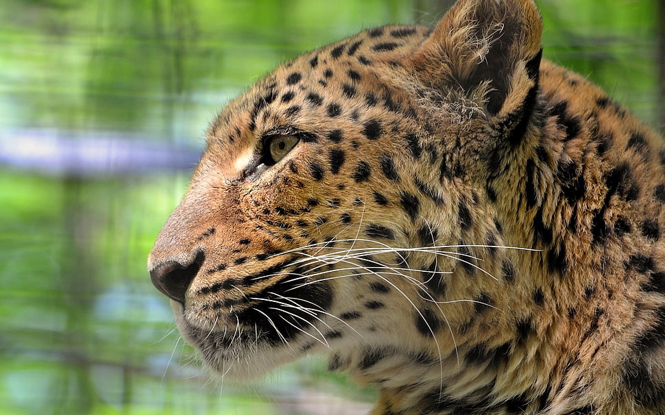 macro photography of leopard HD wallpaper